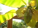 úroda banánů v zimní zahradě AZ EKOTHERM
